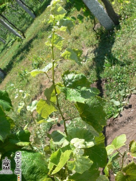 Calepitrimerus vitis - Planta con ataque de acariosis.jpg